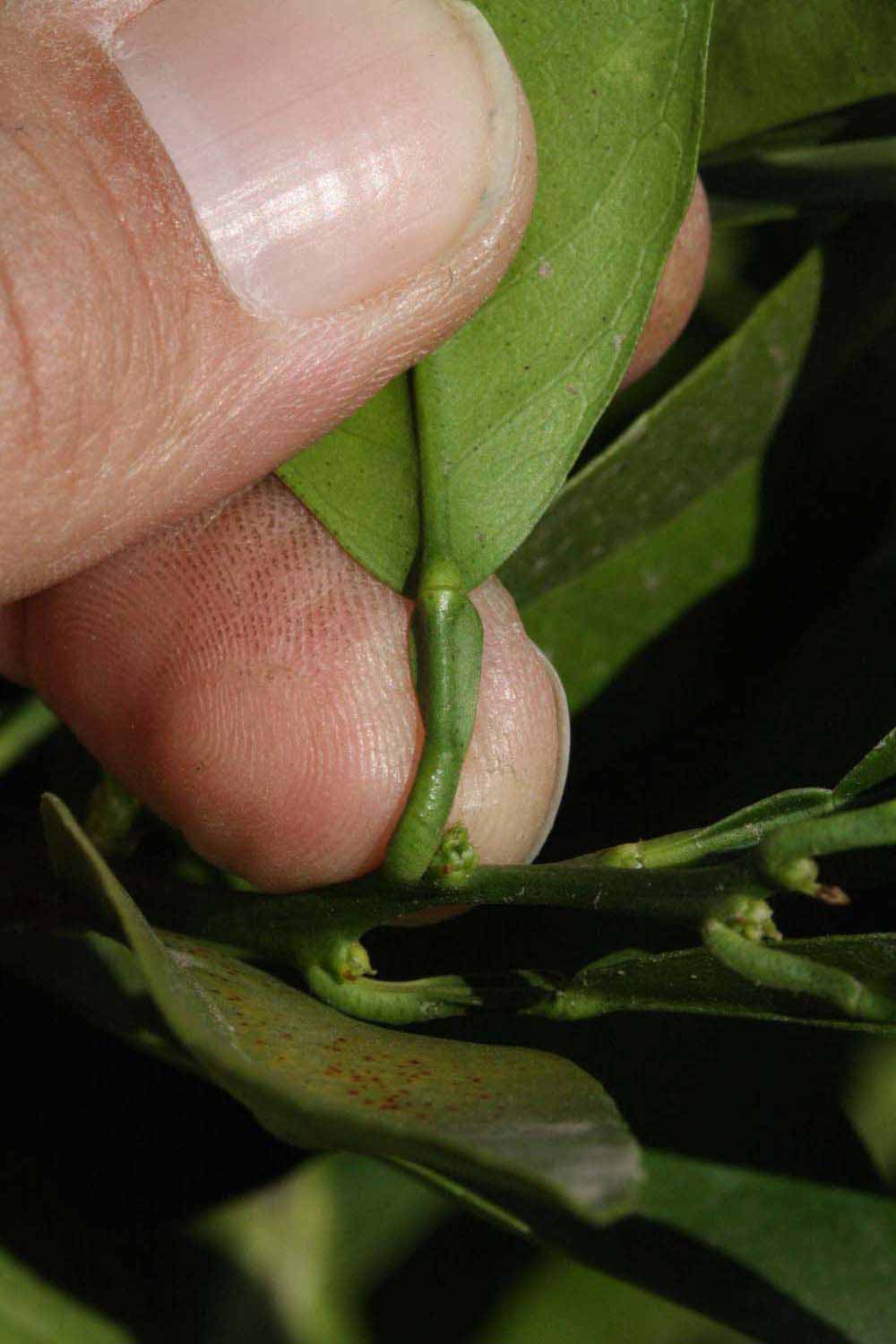              Petiole (Riverside, CA)       